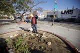 Urban Gardening with Canine Companion