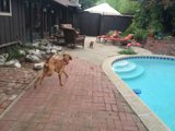 Playful Pups by the Pool