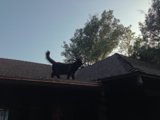 Feline Rooftop Gazing