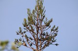 Western Bluebird Perched on Evergreen Branch at Dawn