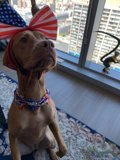 Patriotic Pup