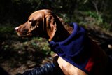 Stylish Pup's Napa Adventure