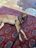 Furry Friend on a Chic Rug