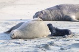 Elephant Seal Colony Resting on Sandy Beach