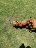 Two Canine Pals Playing in the Grass