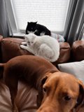 Furry Friends on the Couch