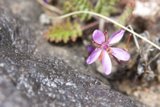 Purple Beauty on the Rocks