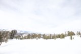 Carving through evergreens