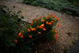 Blooming Bench in the Botanical Garden