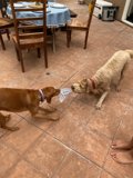 Playful Pups with a Frisbee on the Deck