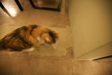 Feline Meets Hardwood