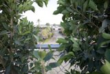 Verdant Views at Coachella 2024