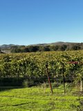 A Serene View of Napa Valley Vineyard
