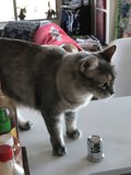 Curious Cat on Table