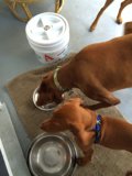 Cute Canine Companions