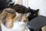 Feline Furniture Friends