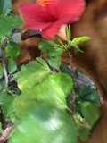 A Flower with a Furry Friend