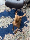 Playtime on the Rug