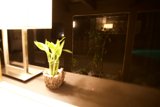 Elevated Ikebana