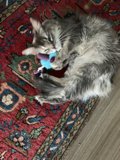 Cozy Kitty on a Home Decor Rug