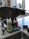 Kitchen Cat