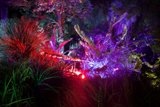 Enchanted Nightscape