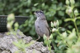 House Sparrow Perched on Mossy Garden Birdbath