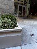 Feathered Visitor on a Planter