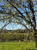 Majestic Tree Against a Beautiful Blue Sky