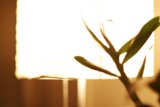 Illuminated Houseplant