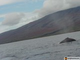 Majestic Humpback Whale Swimming Near Mountain