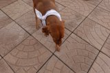 The Well-Dressed Vizsla