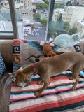 Furry Friends on the Couch