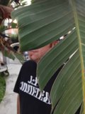 Leafy Peek-a-Boo