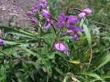 Purple Geranium with Small Pink Flowers