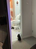 Puppy Playtime in a San Francisco Home
