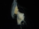 Jellyfish in the Dark