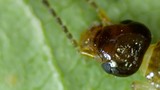 Extreme Close-Up of a Tiny Insect's Dark Head