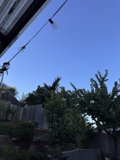 Twilight Serenity in the Backyard