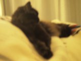 Sleepy Feline in Repose