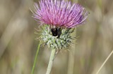 Bumblebee Foraging on Purple Thistle Bloom