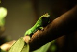 A Vibrant Green Visitor at the California Academy of Sciences