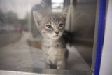 Hello Kitty!