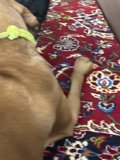 The Leashed Lounger