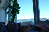 A Feline's Favorite Spot by the Window