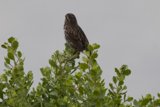Perched in Serenity