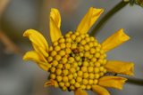 Golden Daisy Blossom