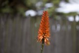 Vibrant Solitude: SF Zoo's Flora
