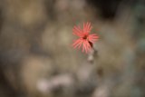 A Lone Red Daisy in the Field