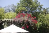 Garden Umbrella on the Patio